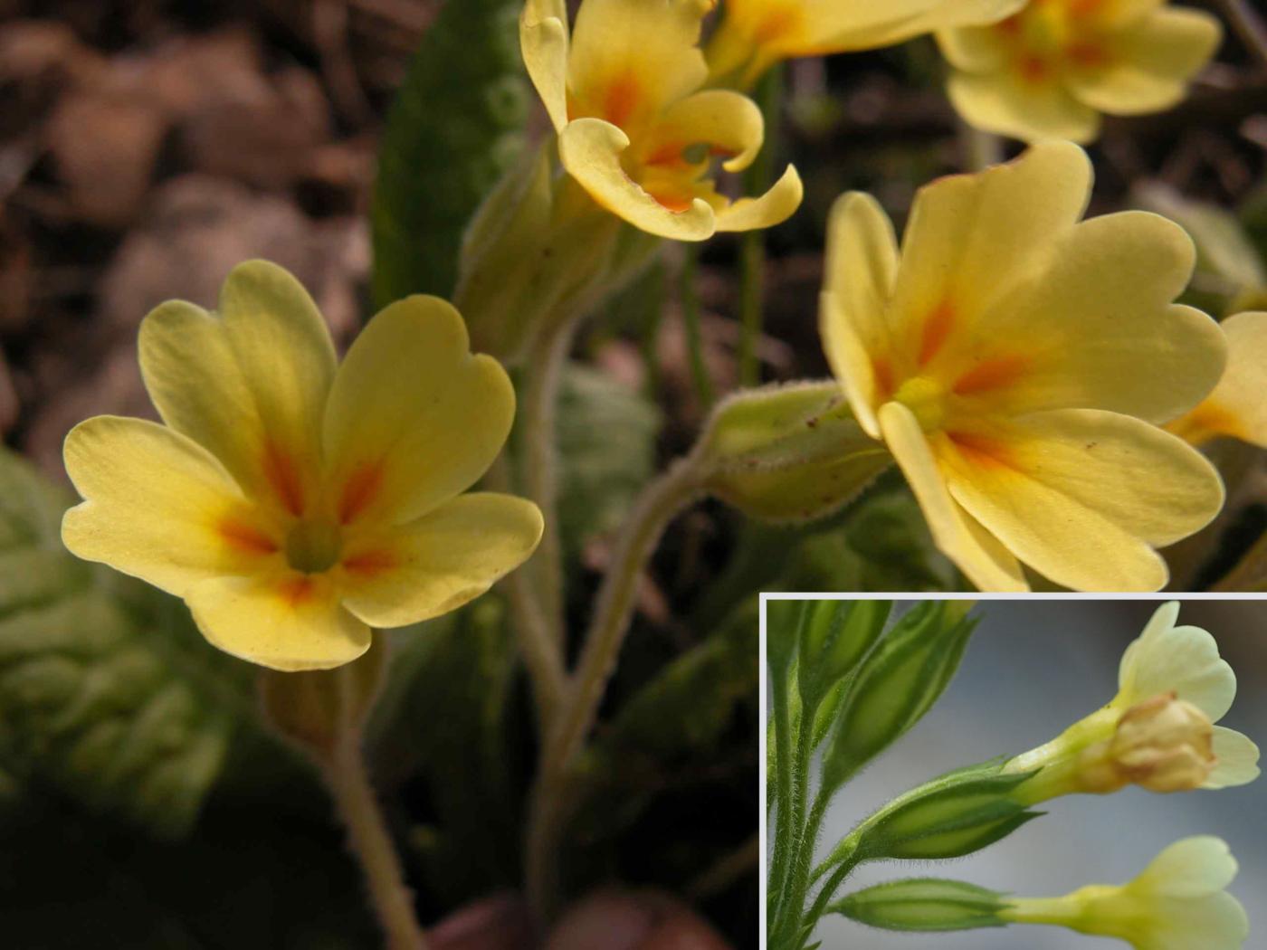 Oxlip flower